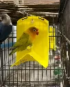 Destressor (13).webp