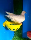 Maskan (2).webp
