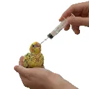 Syringe TTC.webp